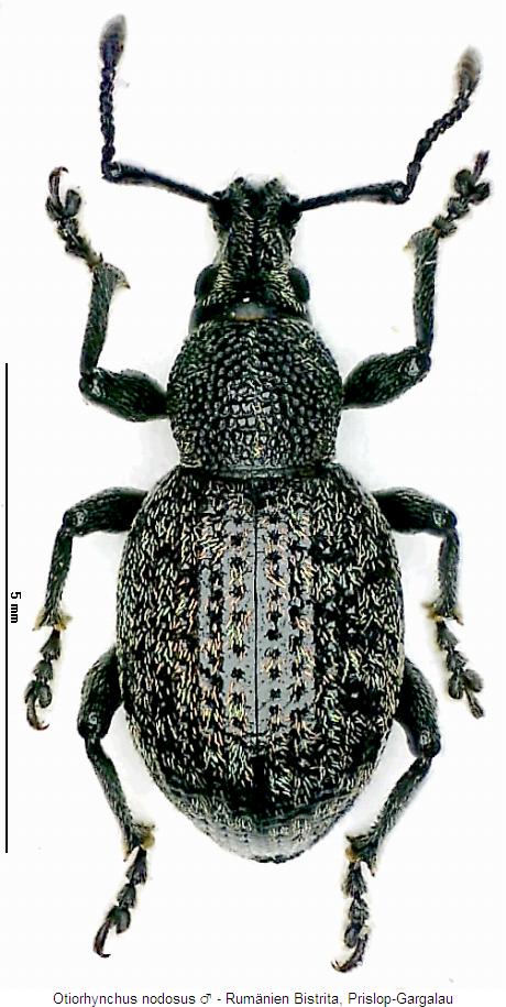 otiorhynchus_nodosus_hab.jpg