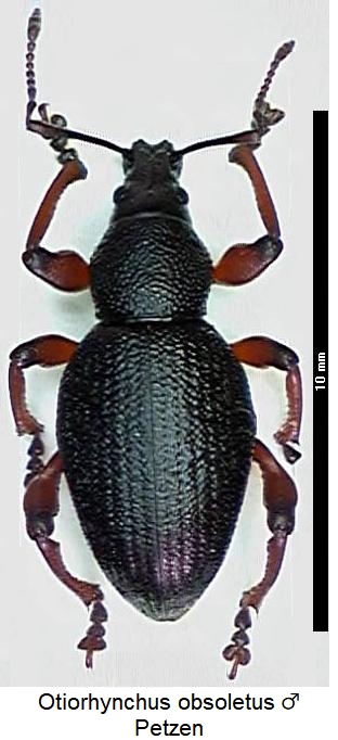 otiorhynchus_obsoletus_hab.jpg