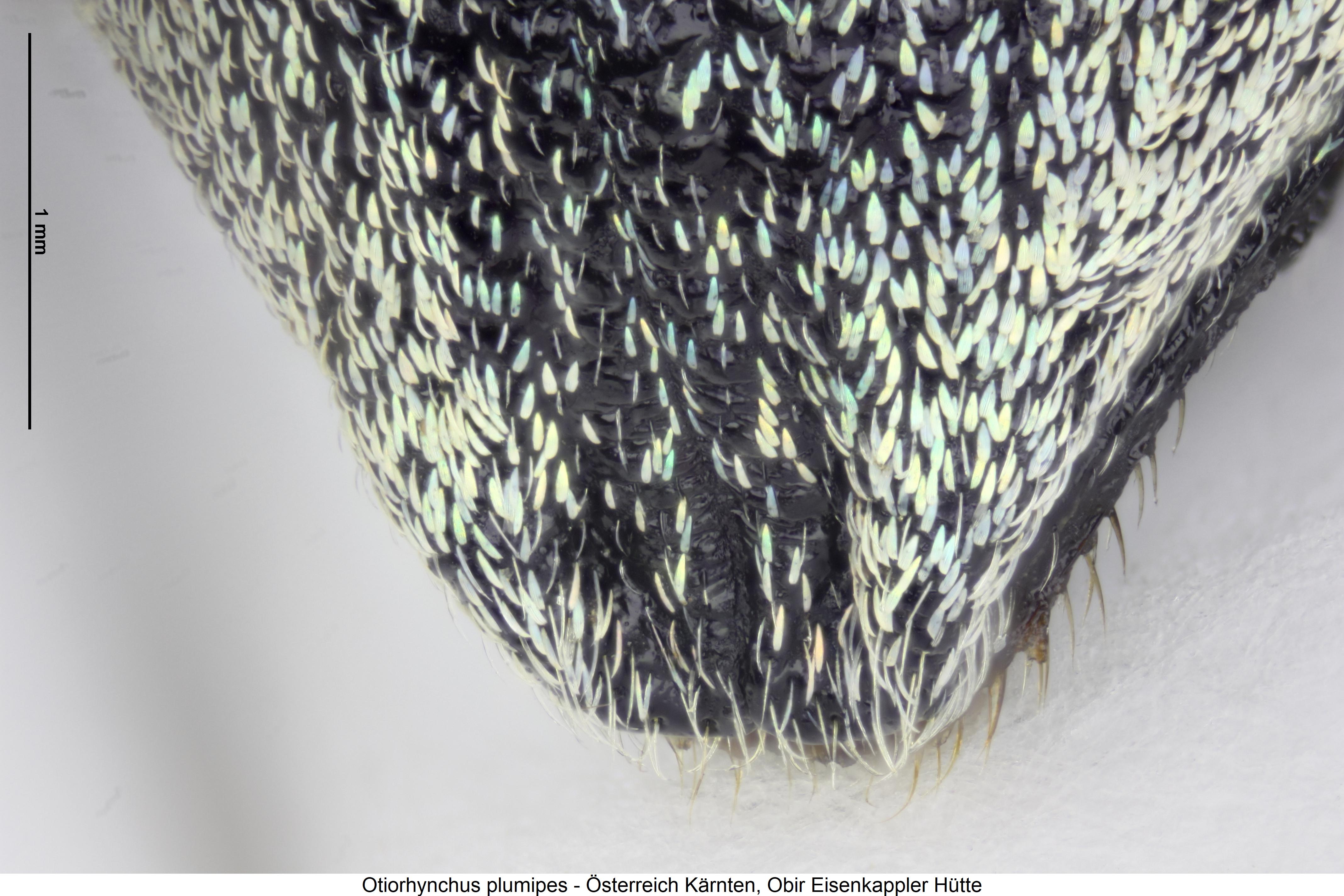 otiorhynchus_plumipes_fld.jpg
