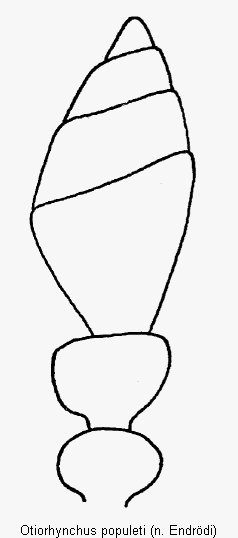 otiorhynchus_populeti_f.gif