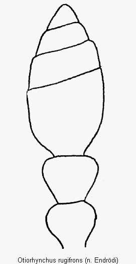 otiorhynchus_rugifrons_f.gif