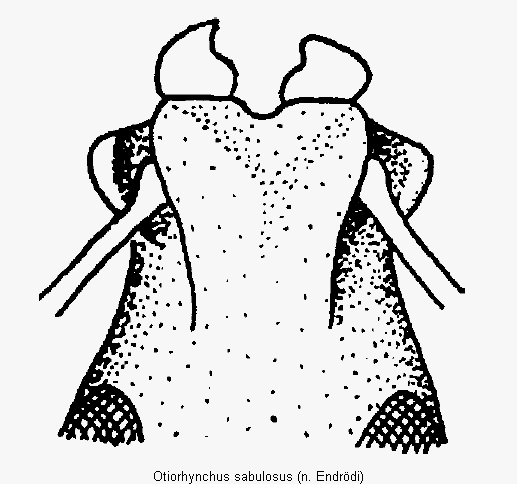 otiorhynchus_sabulosus_k.gif