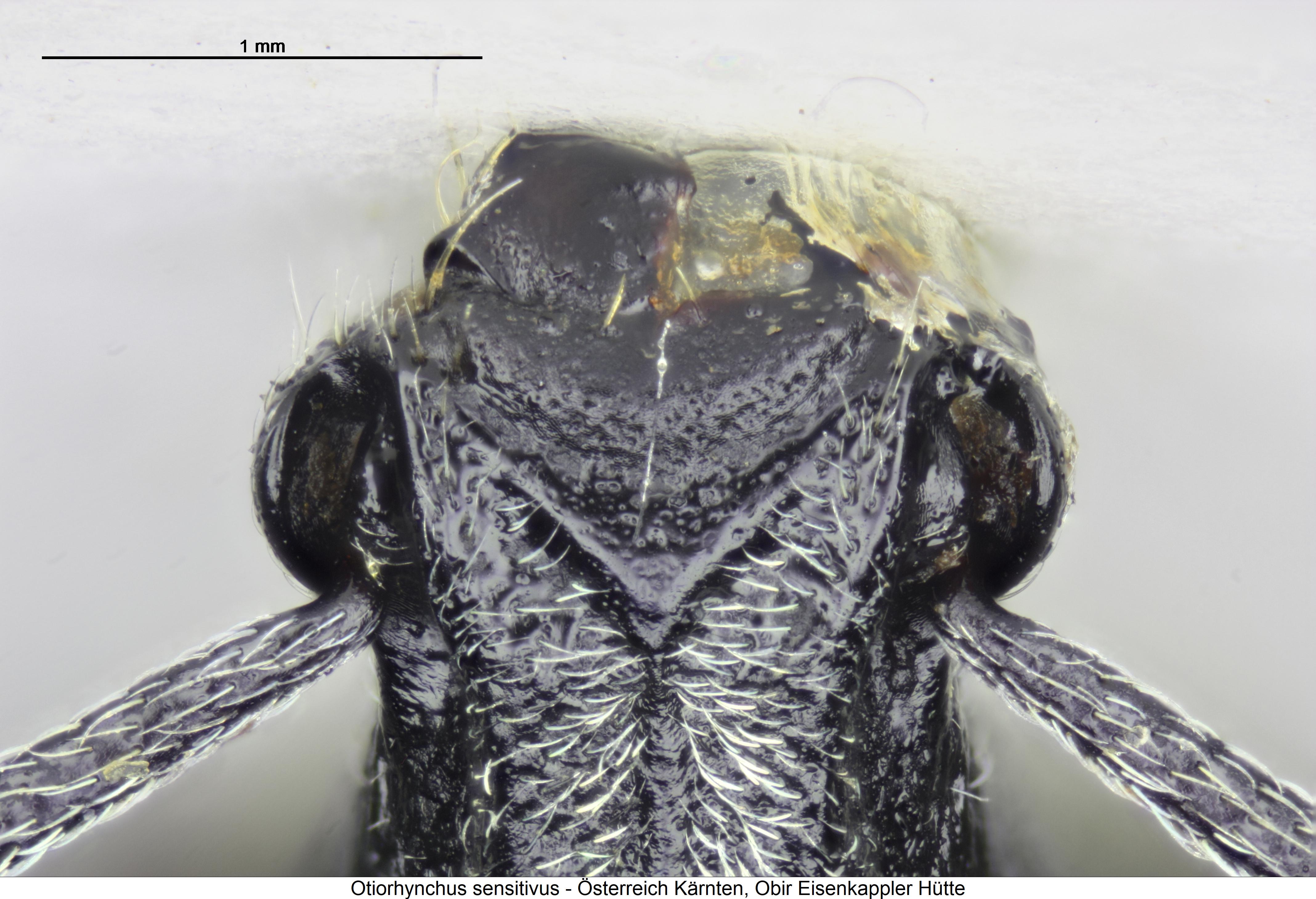 otiorhynchus_sensitivus_ol.jpg