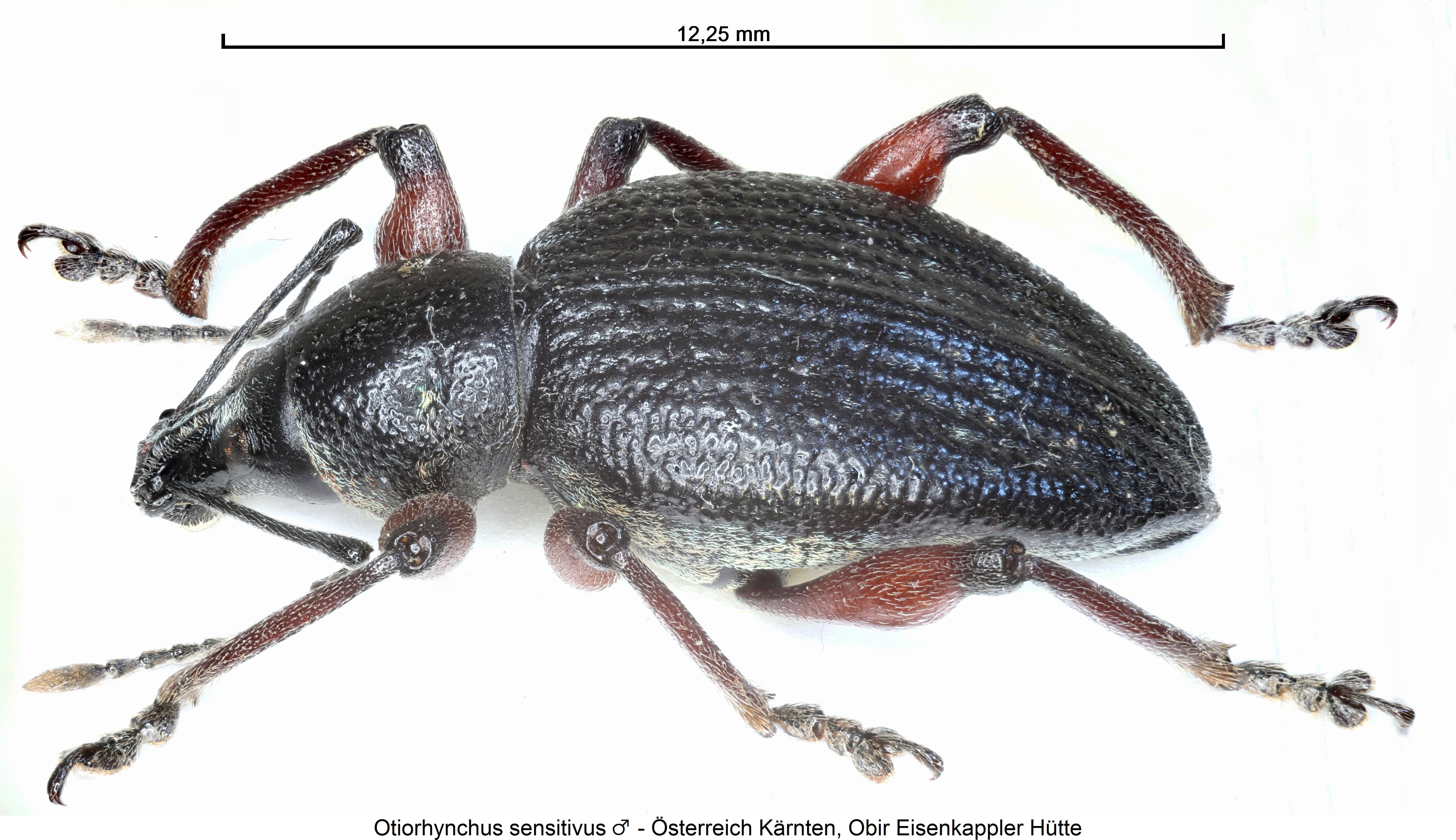 otiorhynchus_sensitivus_sa.jpg