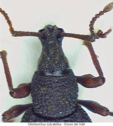 otiorhynchus_sulcatellus_vk.jpg
