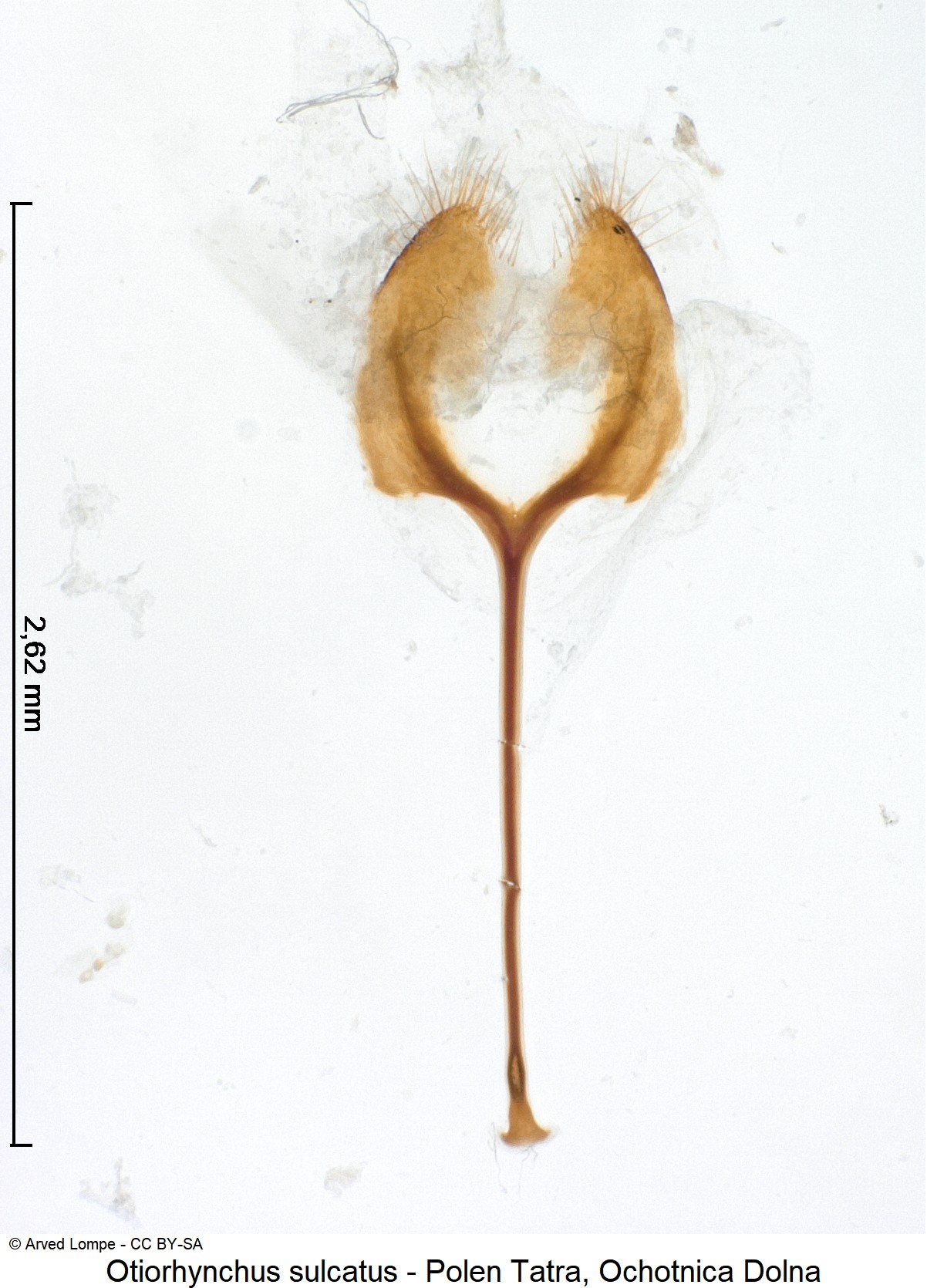otiorhynchus_sulcatus_ck32743480_spic.jpg
