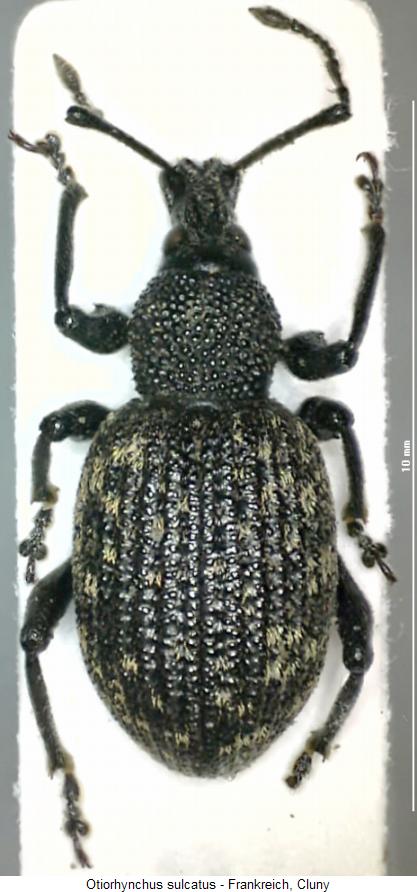 otiorhynchus_sulcatus_hab.jpg