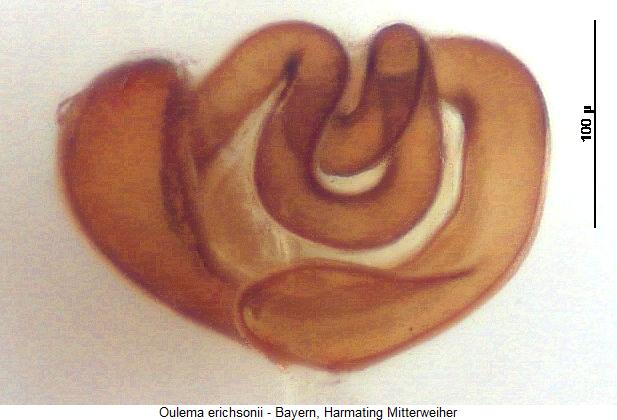 oulema_erichsonii_sperm2.jpg