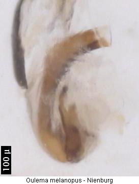 oulema_melanopus_flag.jpg