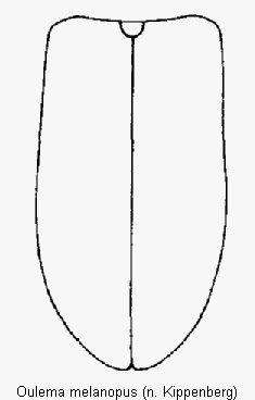 oulema_melanopus_fld.gif