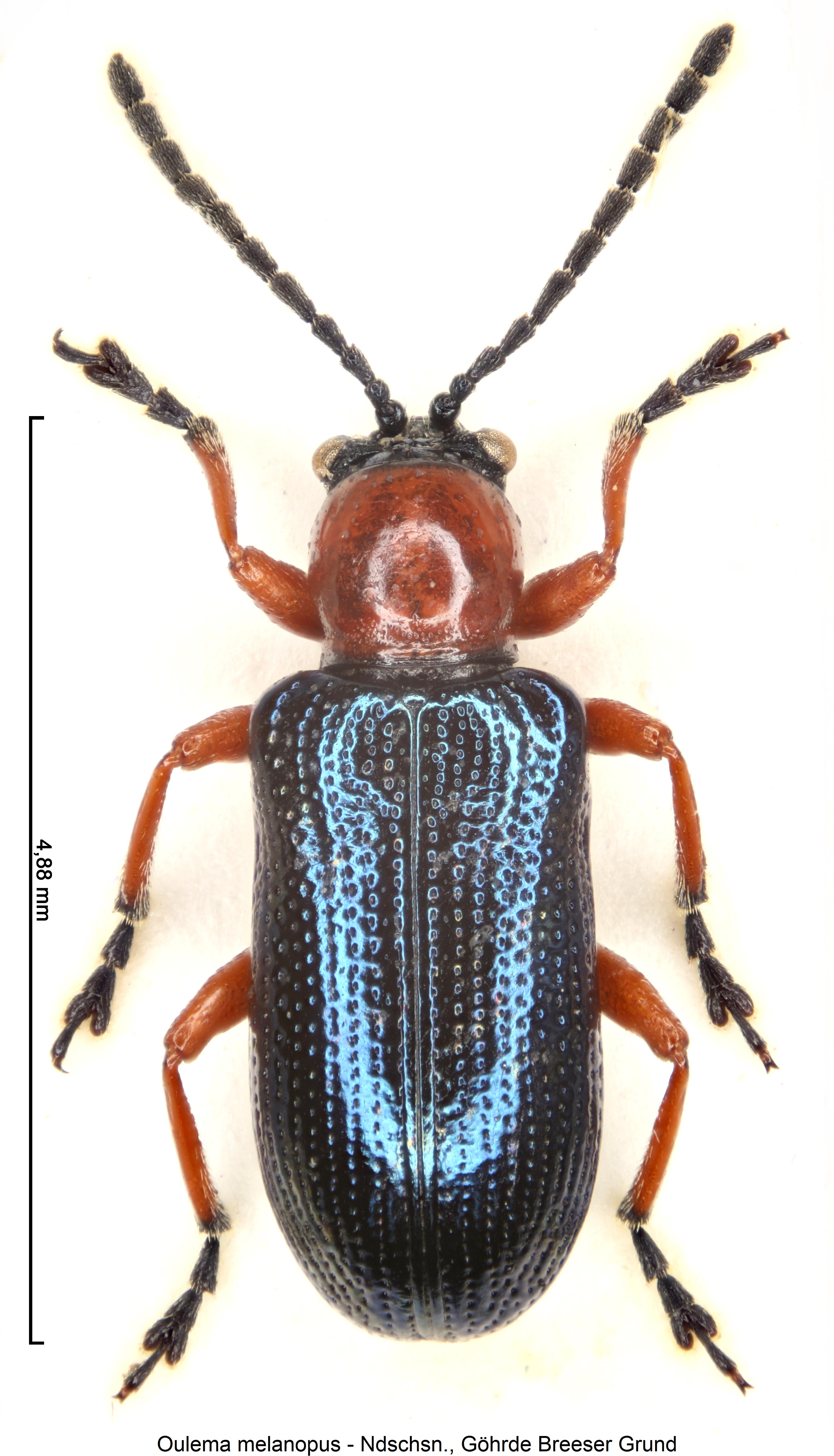 oulema_melanopus_hab.jpg