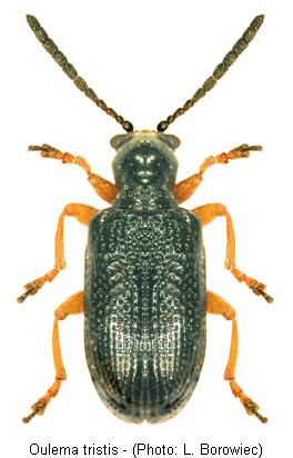 oulema_tristis.jpg