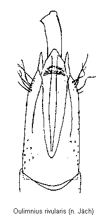 oulimnius_rivularis.gif