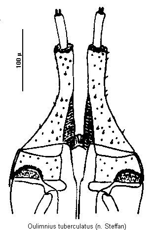 oulimnius_tuberculatus_ovip.gif
