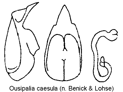 ousipalia_caesula.gif