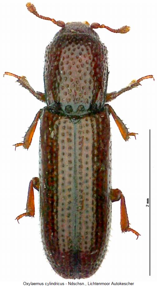 oxylaemus_cylindricus_hab2.jpg