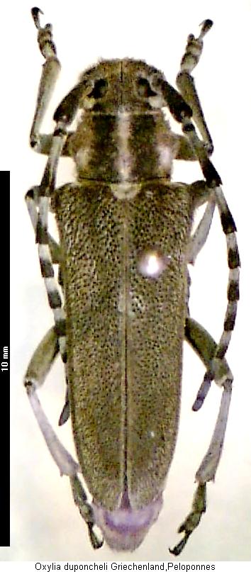 oxylia_duponcheli_hab.jpg