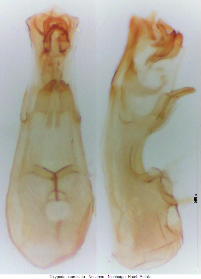 oxypoda_acuminata.jpg