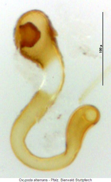 oxypoda_alternans_sperm.jpg