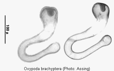 oxypoda_brachyptera_sperm.gif
