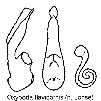 oxypoda_flavicornis.gif