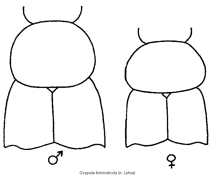 oxypoda_formiceticola_vk.gif