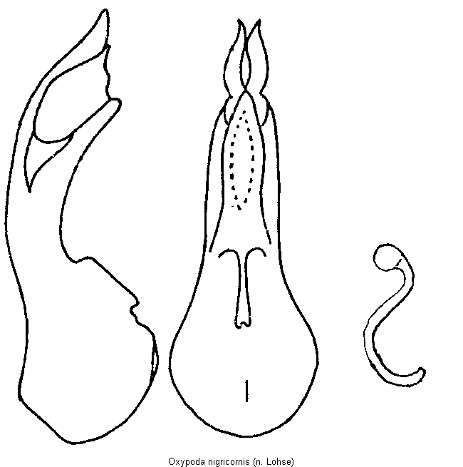 oxypoda_nigricornis.gif
