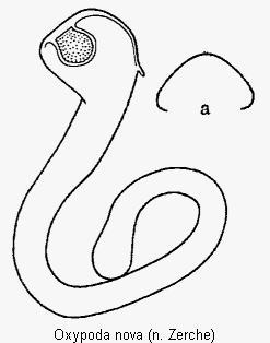 oxypoda_nova_sperm.gif