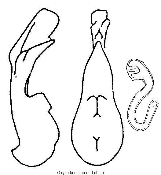 oxypoda_opaca.gif