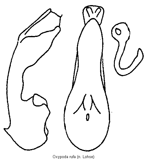 oxypoda_rufa.gif