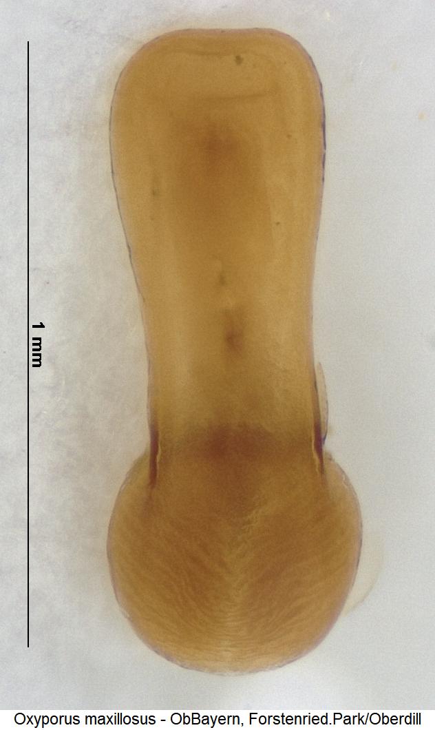 oxyporus_maxillosus.jpg