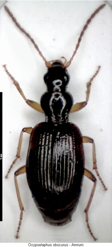 oxypselaphus_obscurus_hab.jpg