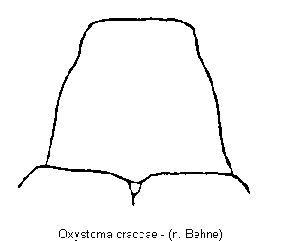 oxystoma_craccae_hsch.gif