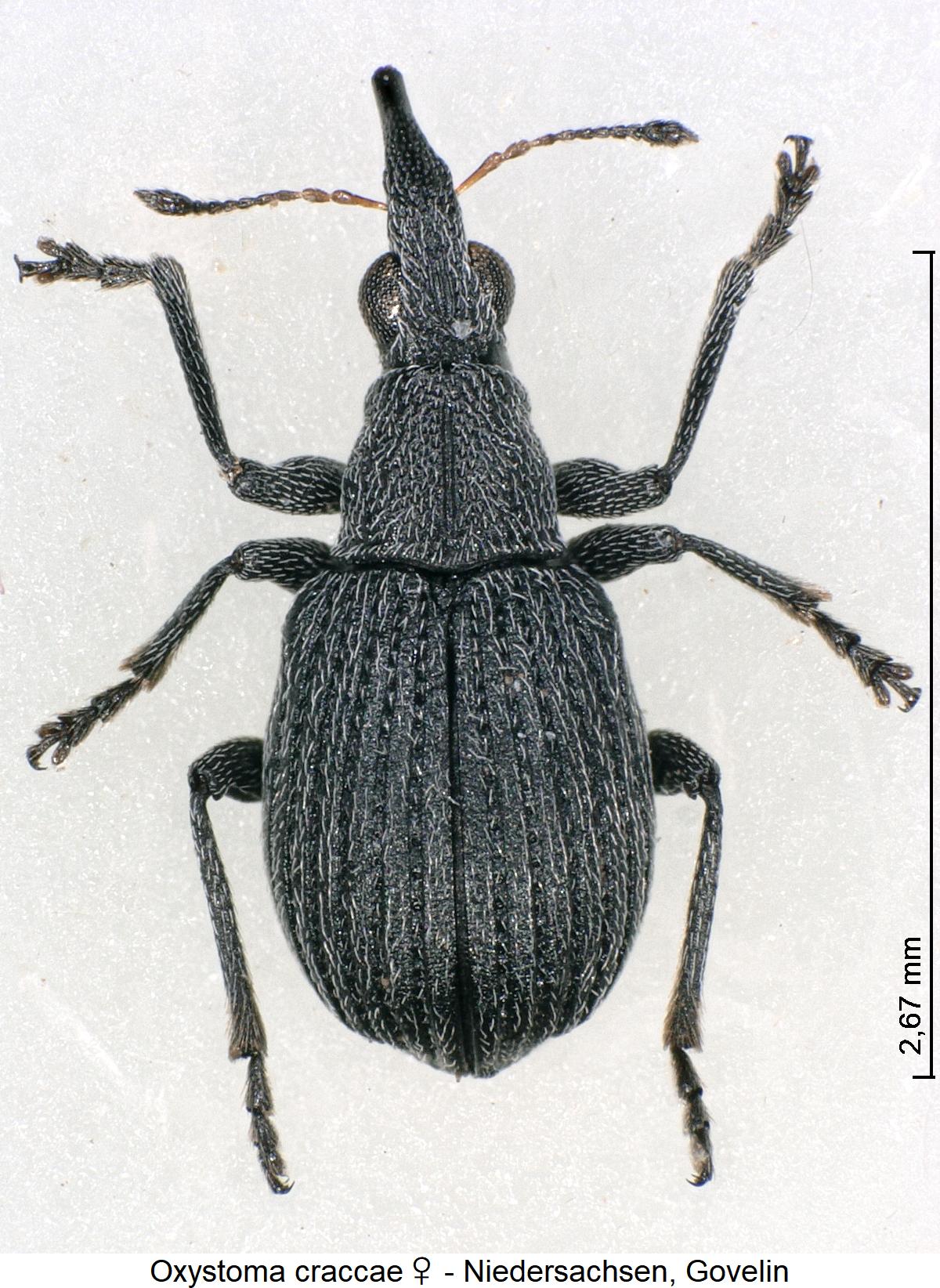 oxystoma_craccae_w_hab.jpg
