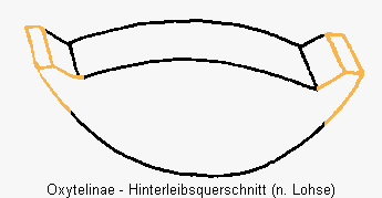 oxytelinae_hlb.gif