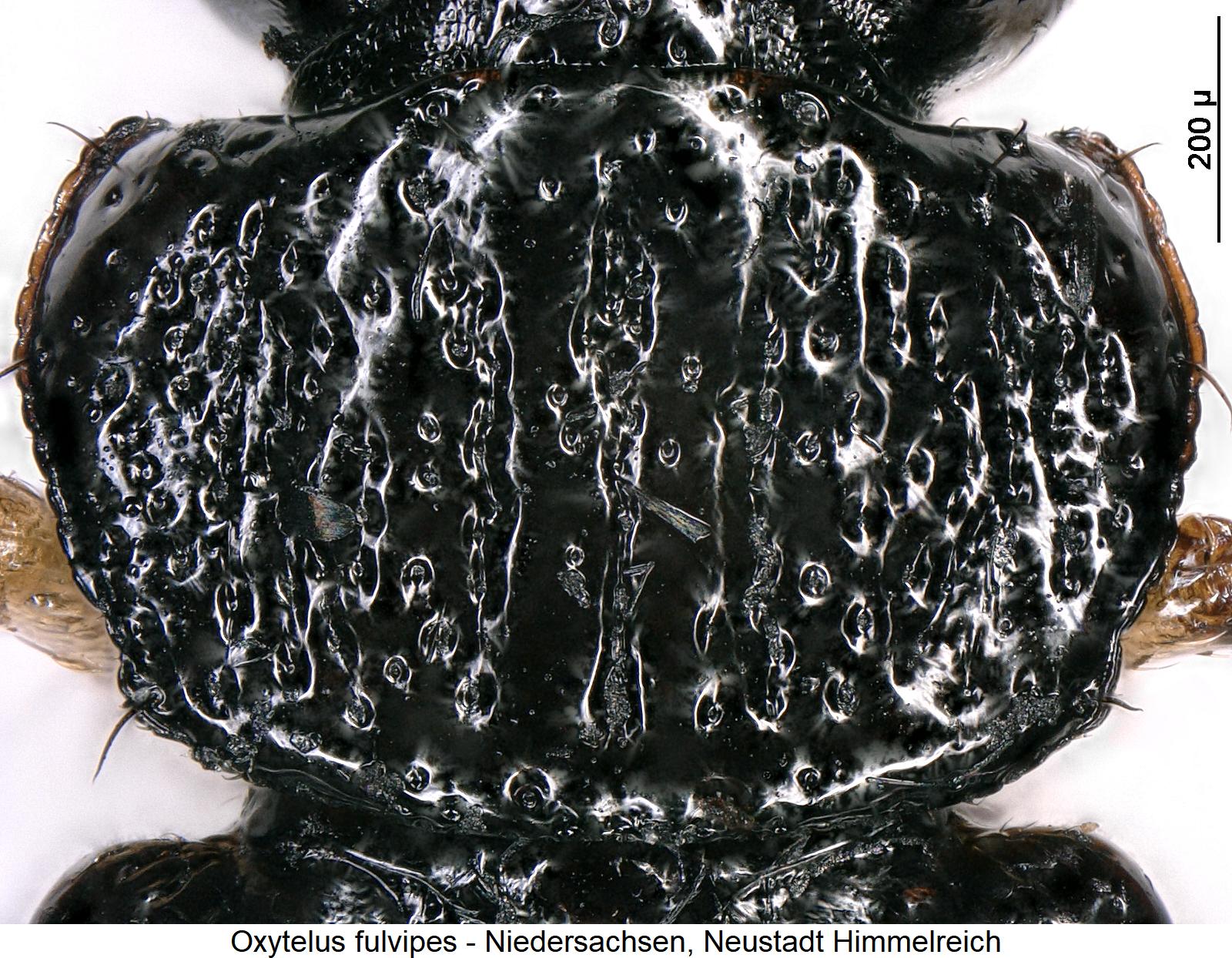 oxytelus_fulvipes_hsch.jpg