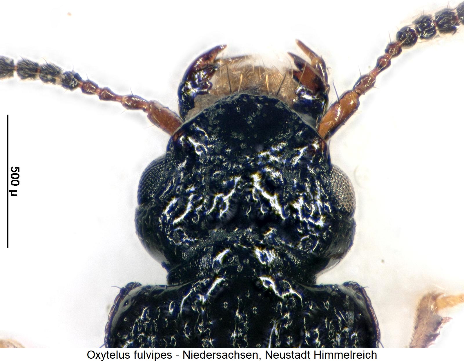 oxytelus_fulvipes_k.jpg