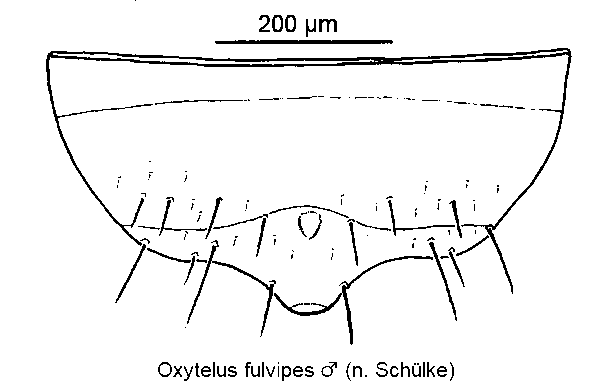 oxytelus_fulvipes_m_ster.gif