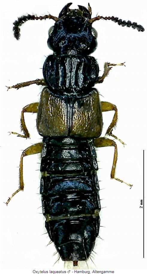 oxytelus_laqueatus_hab.jpg