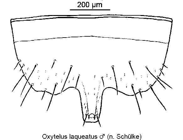 oxytelus_laqueatus_m_ster.gif
