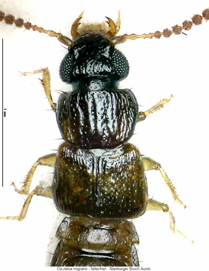 oxytelus_migrator_vk.jpg