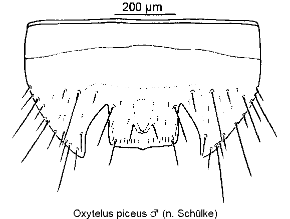 oxytelus_piceus_m_ster.gif