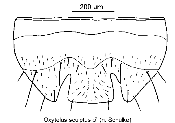 oxytelus_sculptus_m_ster.gif