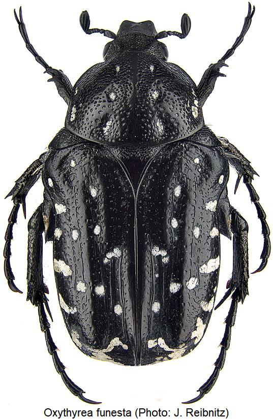 oxythyrea_funesta_hab1.jpg