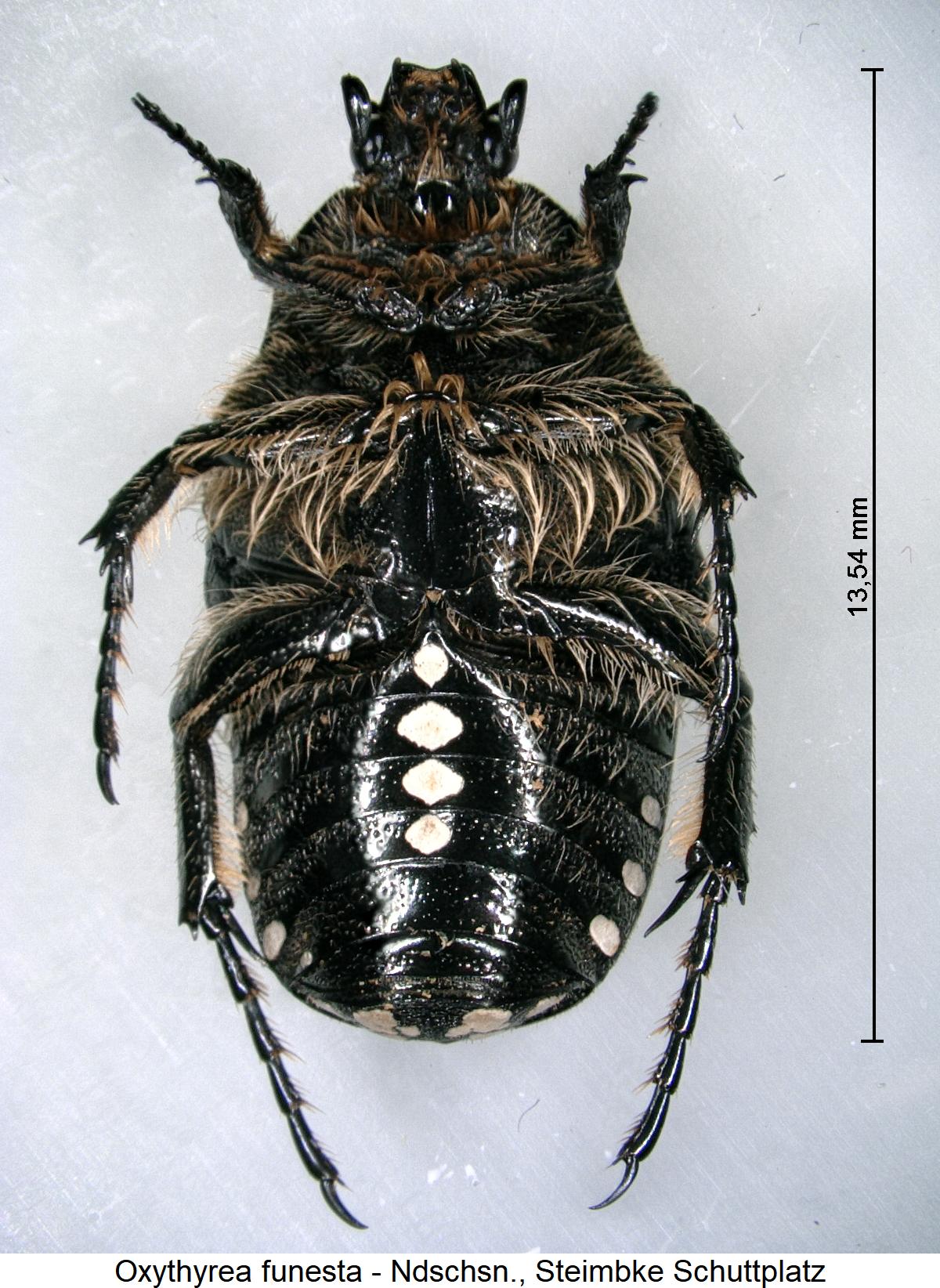 oxythyrea_funesta_us.jpg