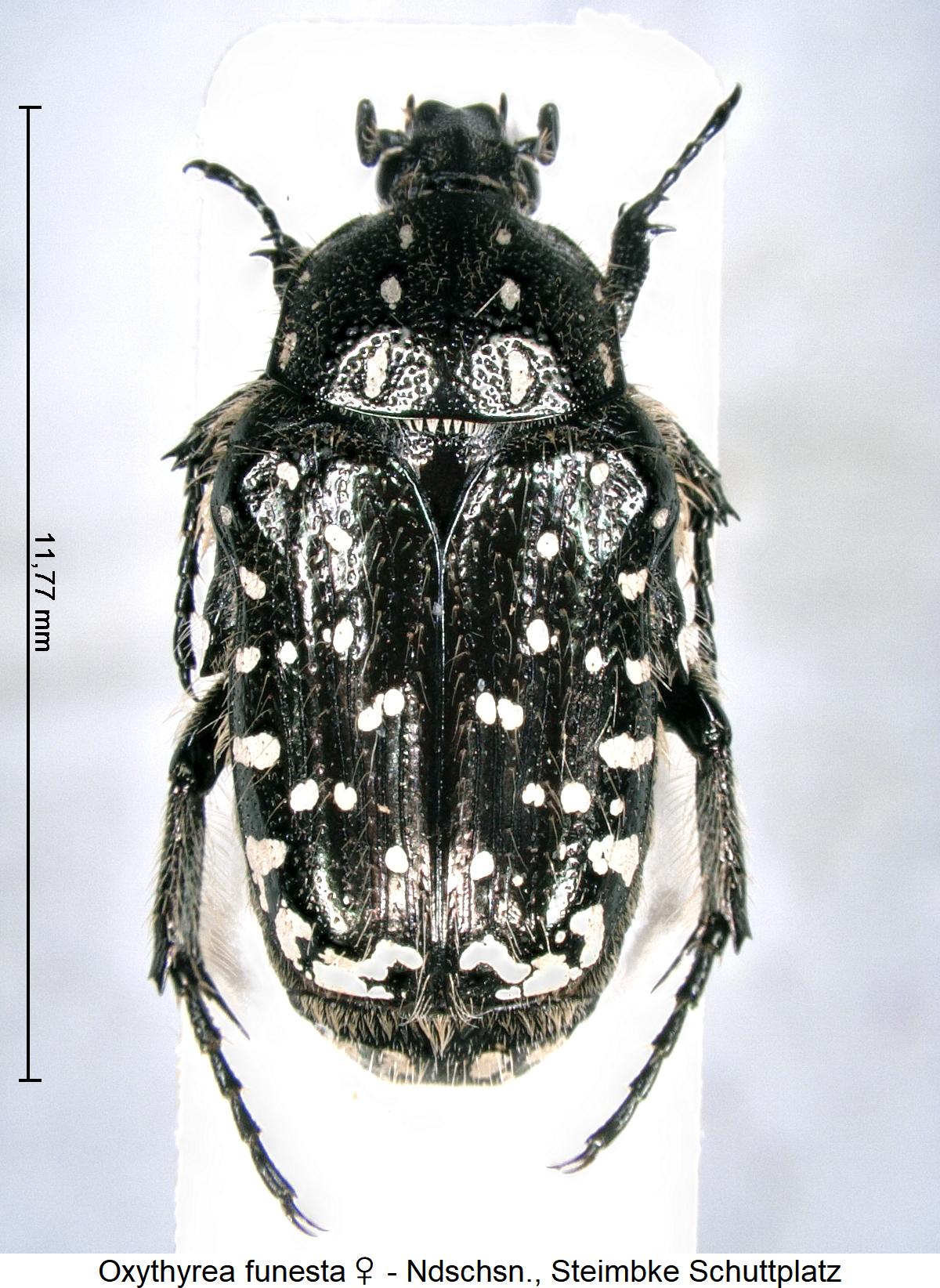 oxythyrea_funesta_w_hab.jpg