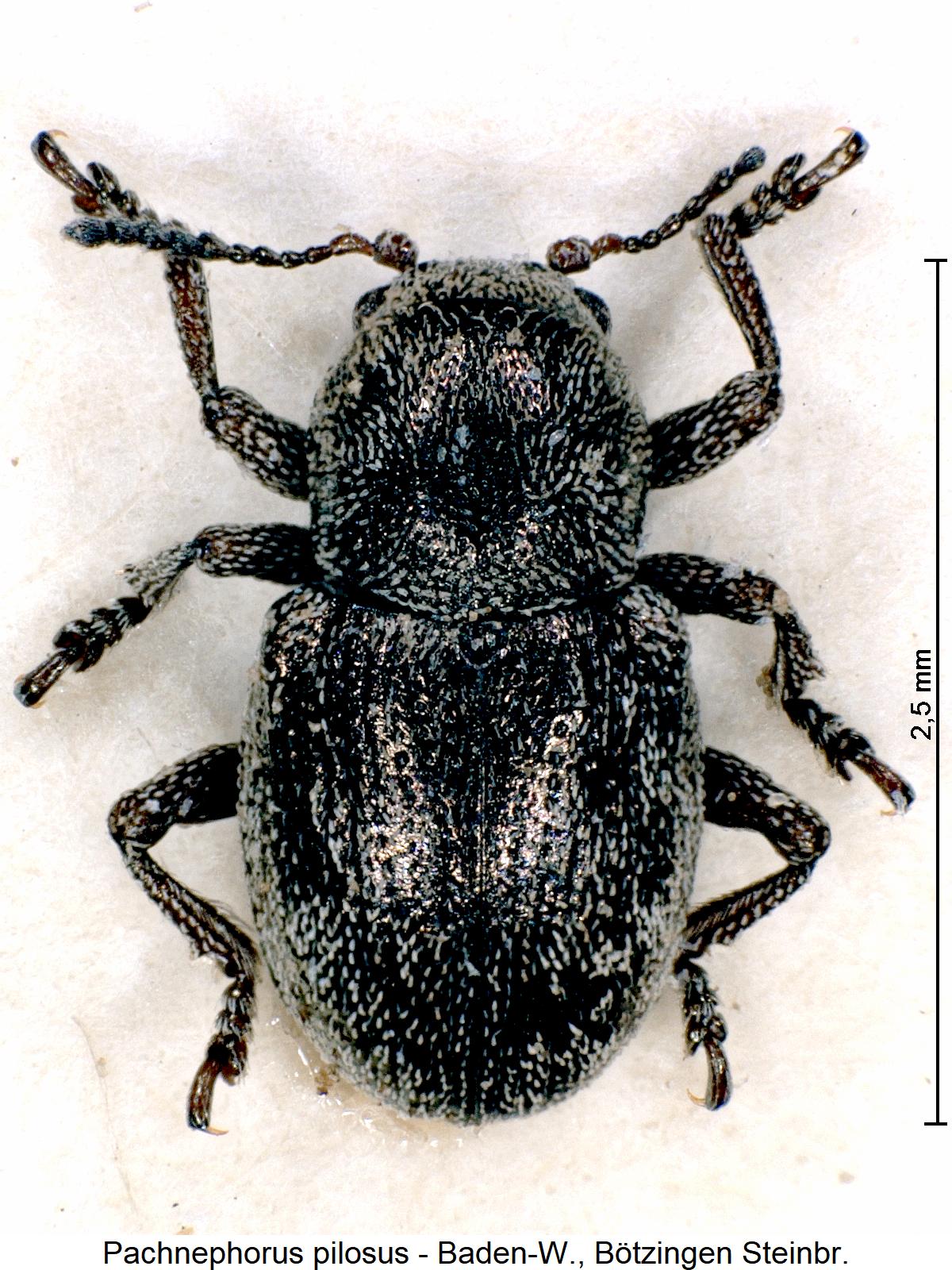 pachnephorus_pilosus_hab1.jpg