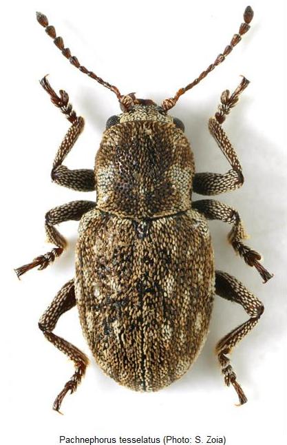 pachnephorus_tessellatus_hab.jpg