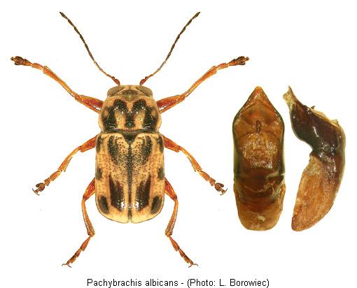 pachybrachis_albicans.jpg