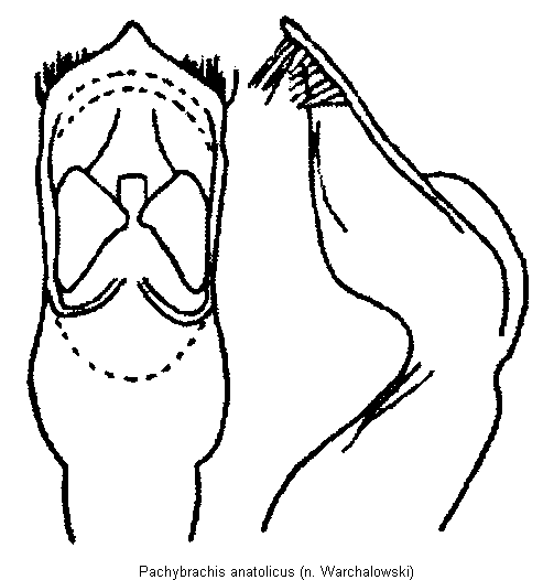 pachybrachis_anatolicus.gif